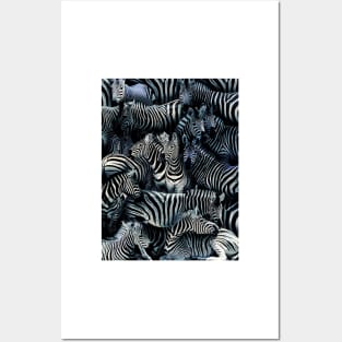 Zebras Posters and Art